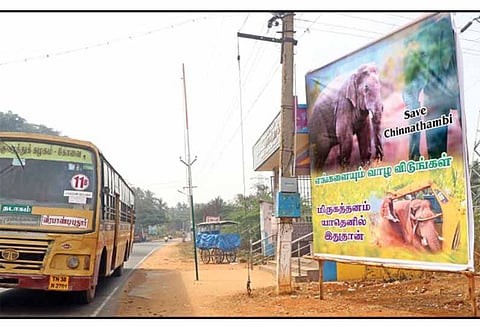 சின்னதம்பி யானையை முகாமில் அடைக்க கடும் எதிர்ப்பு