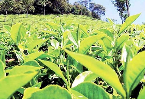 நஞ்சநாடு கூட்டுறவு தொழிற்சாலையில், பச்சை தேயிலை கிலோவுக்கு ரூ.17 விலை நிர்ணயம்