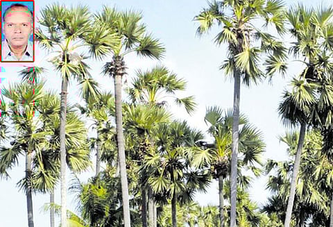 பனைகளைப் பாதுகாப்போம்