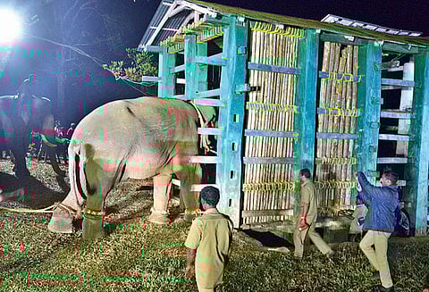 சின்னதம்பி யானை மரக்கூண்டில் அடைக்கப்பட்டது