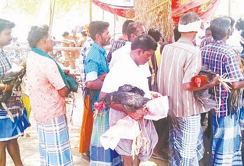 பூலாம்வலசுவில் சேவல் சண்டை முடிவடைந்தது