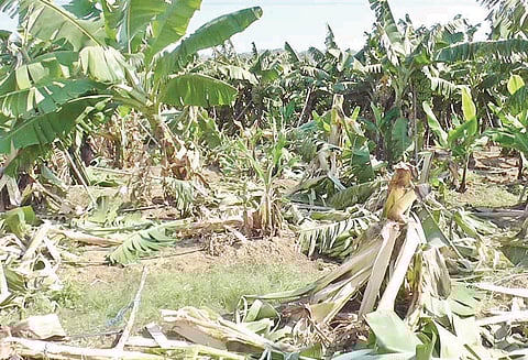 பஞ்சப்பள்ளி அருகே வாழை தோட்டத்தில் புகுந்து யானைகள் அட்டகாசம் விவசாயிகள் கவலை