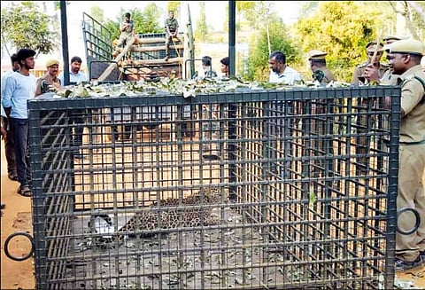 பாட்டவயல் அருகே பிடிபட்ட சிறுத்தைப்புலி வண்டலூருக்கு கொண்டு செல்லப்பட்டது