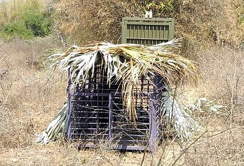 ஆம்பூர் அருகே சுற்றித்திரியும் சிறுத்தையை பிடிக்க வனப்பகுதியில் கூண்டு பொதுமக்கள் நுழைய அதிகாரிகள் தடை