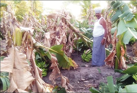 அம்மாபேட்டை பகுதியில் பலத்த சூறாவளிக்காற்றில் ஆயிரக்கணக்கான வாழைகள் சாய்ந்தன