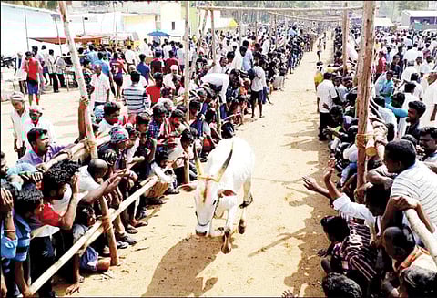 ஆண்டிக்கொட்டாய் கிராமத்தில் காளைவிடும் விழாவில் மாடுகள் முட்டியதில் 20 பேர் காயம்