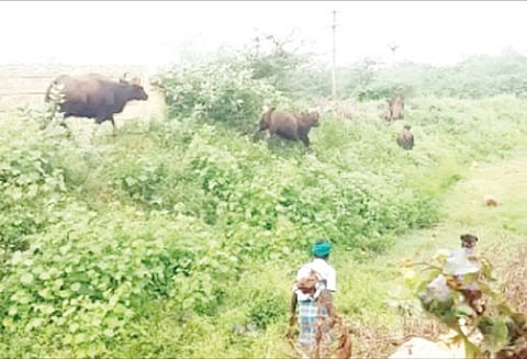 காட்டெருமைகள் ஊருக்குள் புகுந்ததால் பரபரப்பு தீப்பந்தங்களை காட்டி காட்டுக்குள் விரட்டிய பொதுமக்கள்