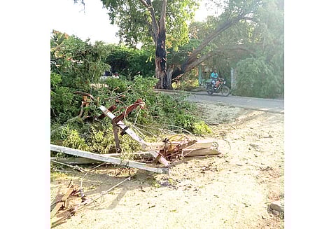 உப்பிலியபுரம் அருகே இரண்டாக பிளந்த மரம் மின்கம்பம் மீது விழுந்து தீப்பிடித்ததால் பரபரப்பு