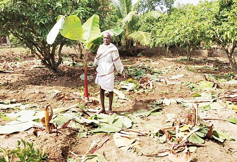 குடியாத்தம் அருகே 20 காட்டு யானைகள் மீண்டும் அட்டகாசம் - வாழை, பப்பாளி தோட்டங்களை நாசம் செய்தன
