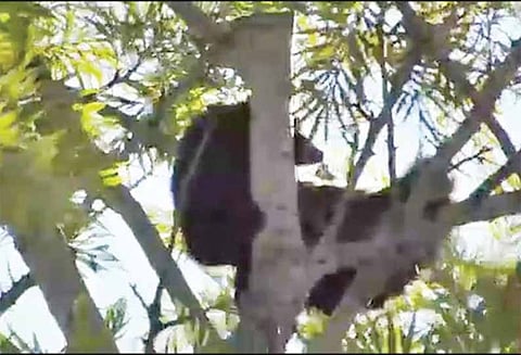 கோத்தகிரி அருகே மரத்தில் அமர்ந்து ஓய்வெடுத்த கரடி