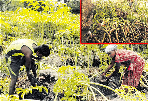 நெல்லை டவுனில் பொங்கல் பண்டிகைக்கு மஞ்சள் குலை, சேனை கிழங்கு அறுவடை தீவிரம்