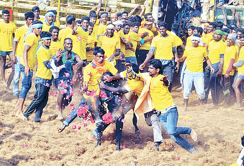 ஜல்லிக்கட்டில் சீறிப்பாய்ந்த காளைகள் முட்டியதில் 12 பேர் காயம்