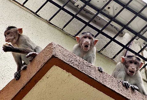 குரங்குகளிடம் இருந்து தப்பிக்க பால்கனியில் இருந்து குதித்த மாமியார் - மருமகள் ; மாமியார் பலி