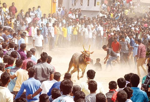 அணைக்கட்டில் நடந்த காளை விடும் விழாவில் மாடுகள் முட்டியதில் 10 பேர் காயம்