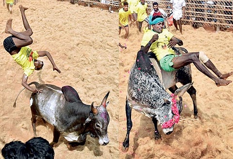 மணப்பாறை அருகே ஜல்லிக்கட்டு: காளைகள் முட்டியதில் 71 பேர் காயம்