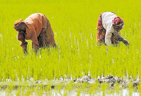 விளைபொருட்களுக்கு போதிய விலை கிடைக்காமல் அவதி: விவசாயிகள் நலன்களை பாதுகாக்க புதிய சலுகைகள் - மத்திய அரசு தீவிர பரிசீலனை