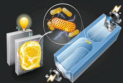 பாக்டீரியாக்களை மின்சார உற்பத்திக்கு பயன்படுத்தும் புதிய தொழில்நுட்பம்!