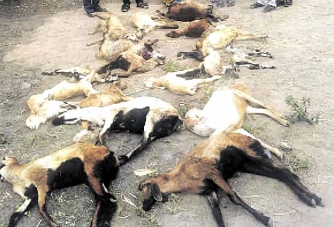 திருவேங்கடம் அருகே வெறிநாய் கடித்து 18 ஆடுகள் சாவு