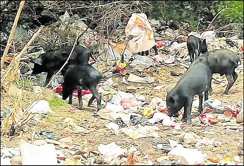 திருநின்றவூர் பகுதியில் சாலைகளில் சுற்றி திரியும் பன்றிகளால் தொற்றுநோய் பரவும் அபாயம்