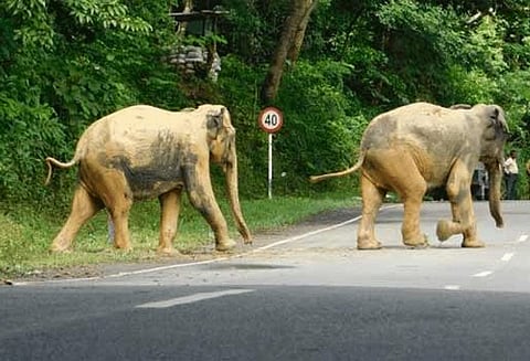 தர்மபுரி அருகே கிராமத்திற்குள் புகுந்த 2 யானைகள் விரட்டும் பணியில் வனத்துறையினர் தீவிரம்