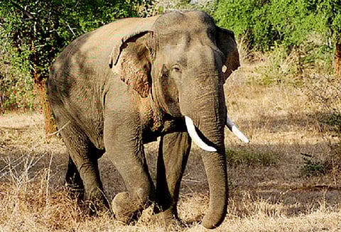 தேன்கனிக்கோட்டை அருகே காட்டு யானை தாக்கி முதியவர் படுகாயம்