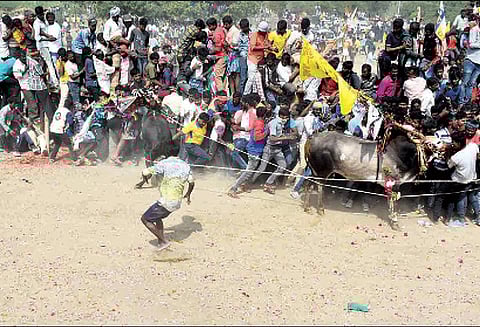வேப்பனப்பள்ளியில் 500 காளைகள் பங்கேற்ற எருது விடும் விழா 50 பேர் காயம்