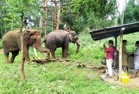 காட்டு யானைகள் ஊருக்குள் வருவதை தடுக்க, கூடலூர்-முதுமலை எல்லையில் கும்கிகள் உதவியுடன் கண்காணிப்பு