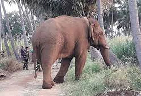 சின்னதம்பி தொடர்பான வழக்கு: சுப்ரீம் கோர்ட்டு விசாரிக்க மறுப்பு