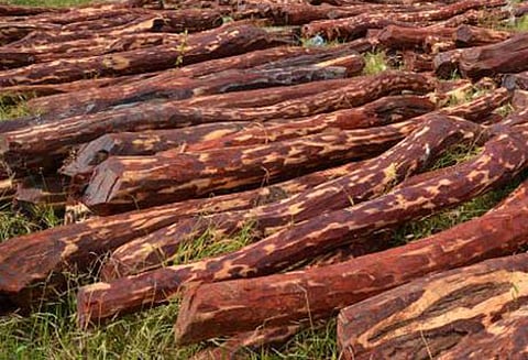 ரூ.9¼ கோடி செம்மரக்கட்டைகள் பறிமுதல் : 2 பேர் கைது