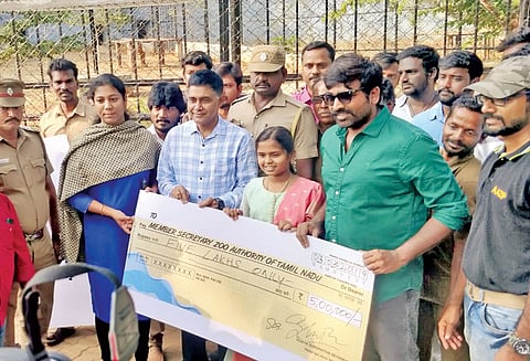 வண்டலூர் பூங்காவில் 2 வங்கப்புலிகளை தத்தெடுத்த நடிகர் விஜய் சேதுபதி