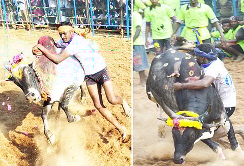 மேலமைக்கேல்பட்டியில் ஜல்லிக்கட்டு: போட்டி போட்டு காளைகளை அடக்கிய வீரர்கள்