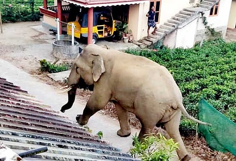 தேவாலா அருகே, ஊருக்குள் உலா வரும் காட்டுயானை - பொதுமக்கள் பீதி