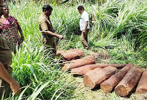 திருவலம் அருகே தனியார் நிலத்தில் பதுக்கிய 1½ டன் செம்மரக்கட்டைகள் பறிமுதல் சித்த மருத்துவருக்கு தொடர்பா? வனத்துறையினர் விசாரணை