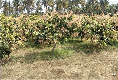 மத்தூர் பகுதியில் பூத்து குலுங்கும் மாமரங்கள்