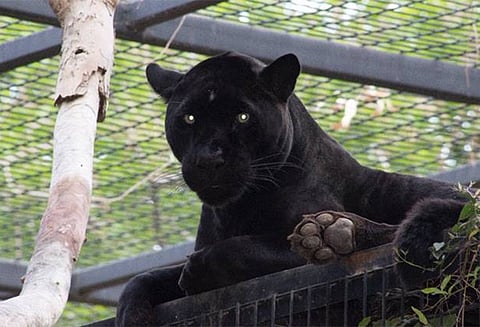 கருஞ்சிறுத்தையுடன் 'செல்பி' எடுக்க முயன்ற பெண்ணுக்கு நேர்ந்த விபரீதம்