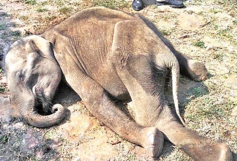 கூடலூர் அருகே, தேயிலை தோட்டத்தில் இறந்து கிடந்த குட்டியானை - வனத்துறையினர் விசாரணை