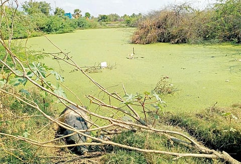 கழிவுநீர் சங்கமிக்கும் கண்மாய்: கிராமங்களுக்கான குடி தண்ணீர் ஆதாரம் பாதிப்பு