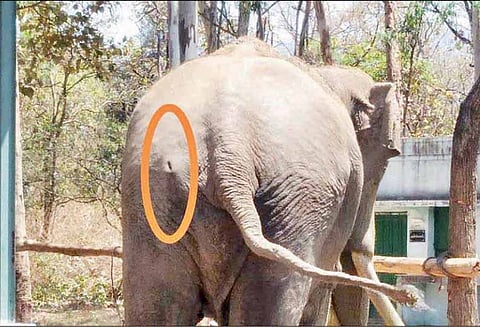 முகாமுக்குள் புகுந்து காட்டு யானை தாக்கியதில் கும்கி சேரன் காயம் - டாக்டர்கள் தீவிர சிகிச்சை