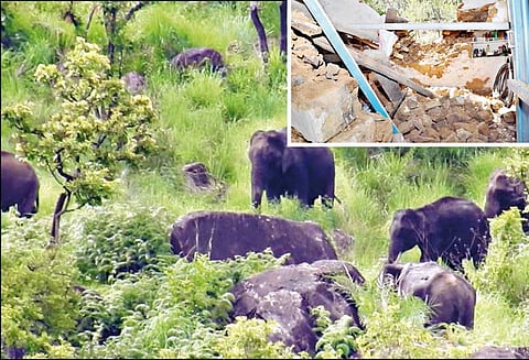 கொடைக்கானல் அருகே, வீட்டை சேதப்படுத்திய காட்டுயானைகள் - கேரட், பீன்ஸ் பயிர்களையும் நாசப்படுத்தின