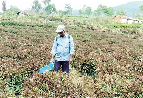 தேயிலை செடிகளில், கருகிய கொழுந்துகளை அகற்றும் பணியில் விவசாயிகள் மும்முரம்