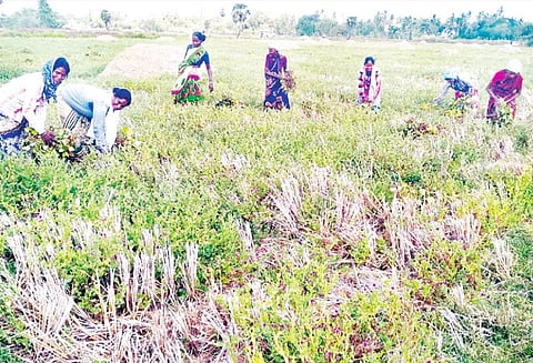 திருமருகல் ஒன்றியத்தில் எலி தொல்லையால் 13 ஆயிரம் எக்டேர் உளுந்து, பயறு சேதம் விவசாயிகள் கவலை