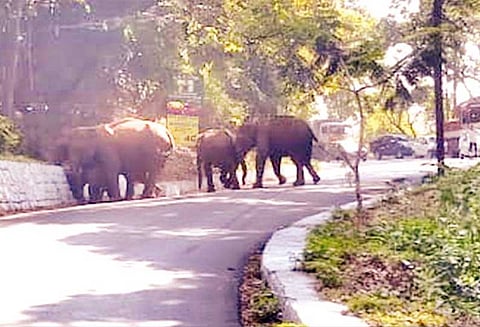 கூடலூர்-ஓவேலி சாலையில், காயத்துடன் சுற்றித்திரியும் காட்டுயானை - சிகிச்சை அளிக்க வனத்துறைக்கு கோரிக்கை