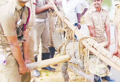 வீட்டின் பின்புறம் பதுங்கியிருந்த 8 அடி நீள முதலை தீயணைப்பு வீரர்கள் பிடித்து ஆற்றில் விட்டனர்