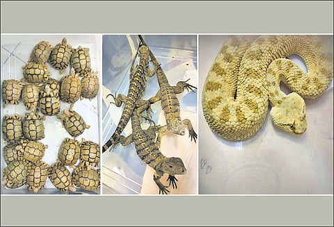 தாய்லாந்தில் இருந்து சென்னைக்கு கொடிய விஷப்பாம்பு, உடும்புகள் கடத்தல் விமான நிலையத்தில் வாலிபர் கைது