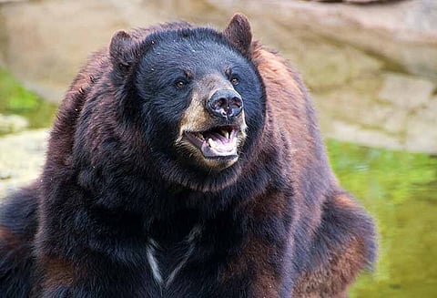 எஸ்.கைகாட்டியில் குடியிருப்புக்குள் புகுந்து கரடிகள் தொடர் அட்டகாசம் - பொதுமக்கள் பீதி