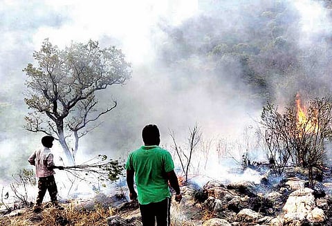 உடுமலை வனப்பகுதியில் பாதுகாப்பு உபகரணம் இல்லாமல் காட்டுத்தீயை அணைத்த வனத்துறையினர் வெப்பம் தாங்காமல் வேறு பகுதிக்கு இடம்பெயர்ந்த வனவிலங்குகள்