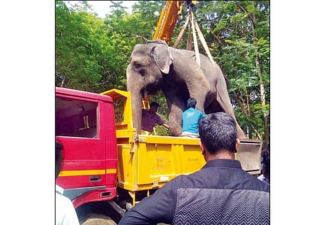 மார்த்தாண்டம் அருகே, கோவில் ஊர்வலத்துக்கு வந்த யானை திடீர் சாவு
