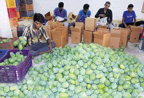 சேலத்தில் மாம்பழ சீசன் களை கட்டியது வியாபாரிகள் மகிழ்ச்சி