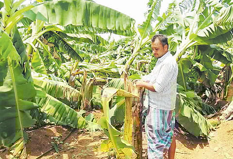 சூளகிரி, பர்கூர் பகுதிகளில் கனமழை: 2 ஆயிரம் வாழை மரங்கள் முறிந்து விழுந்தன