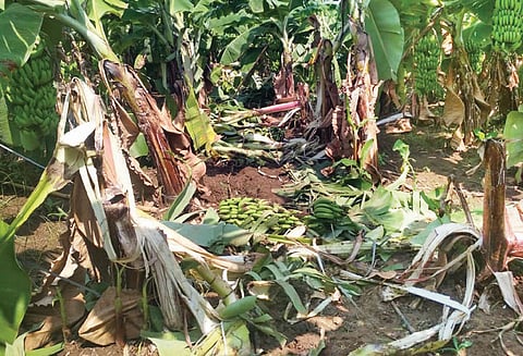 வாழைத்தோட்டத்துக்குள் புகுந்து ஒற்றை யானை அட்டகாசம்